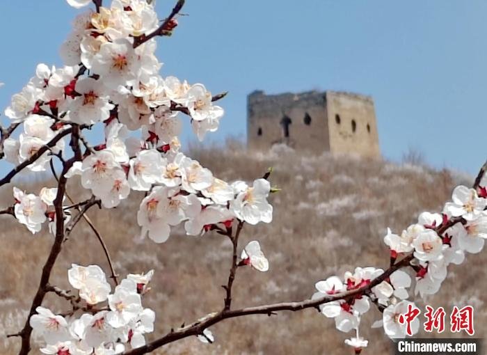 河北秦皇岛：山花映长城春景如画