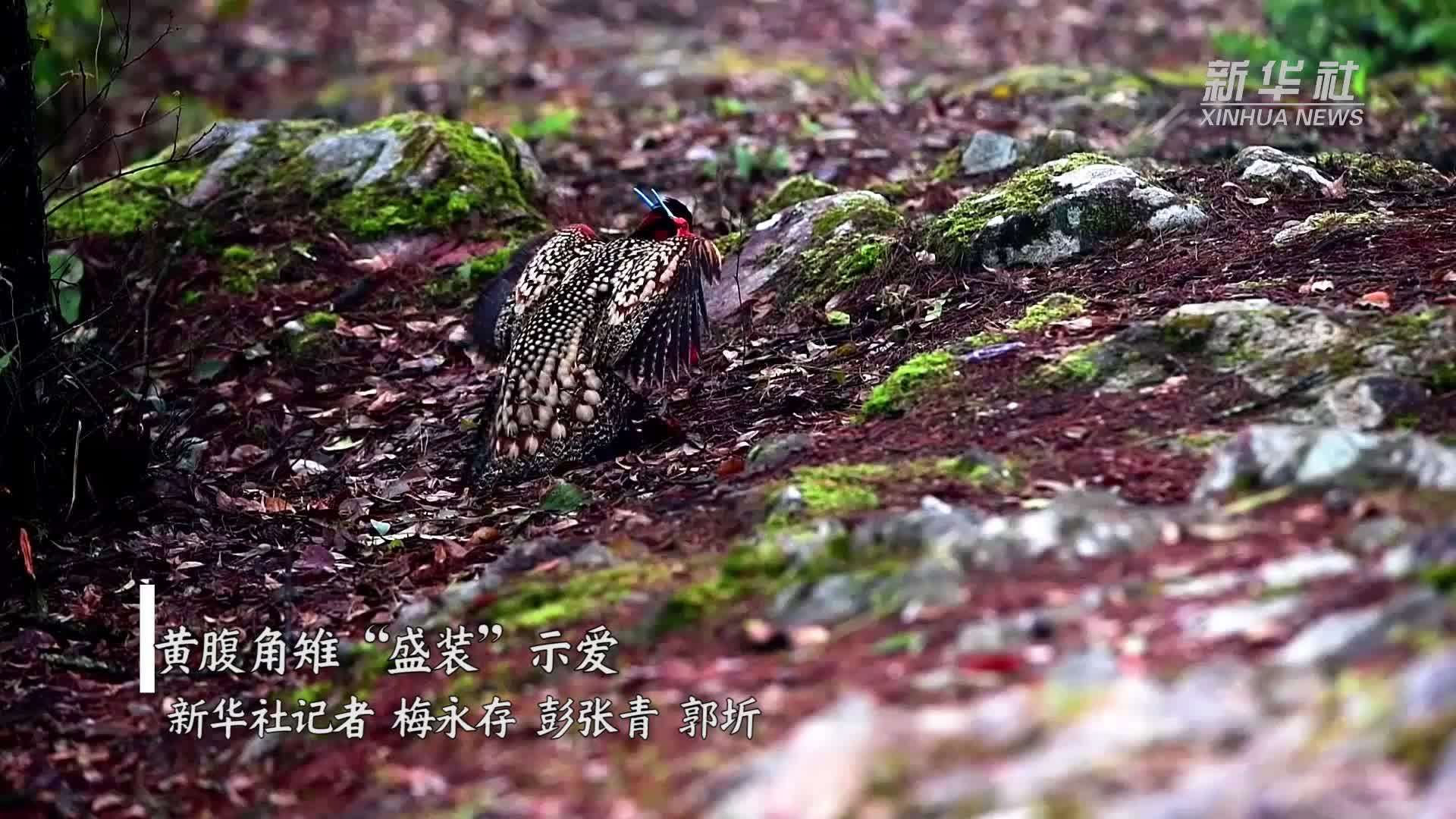 黄腹角雉“盛装”示爱