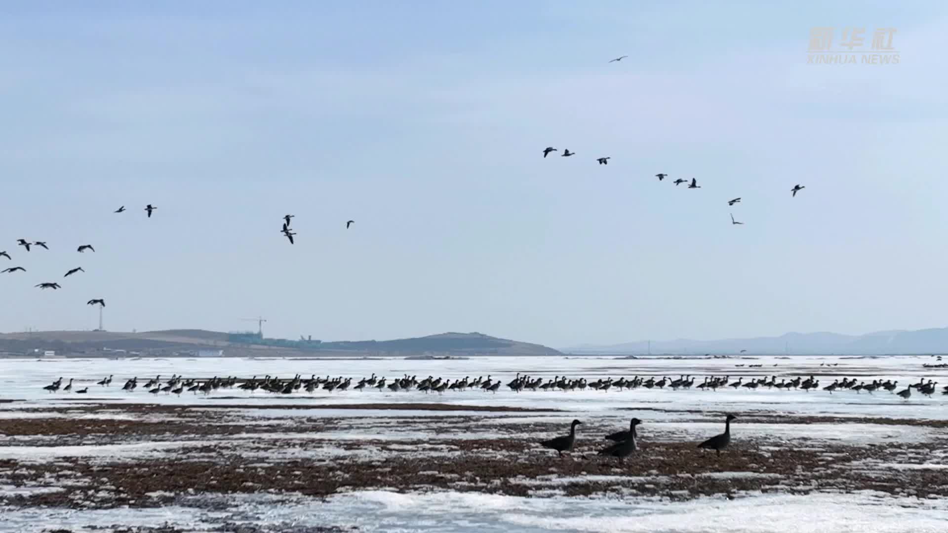 河北沽源：冰雪消融 候鸟春归