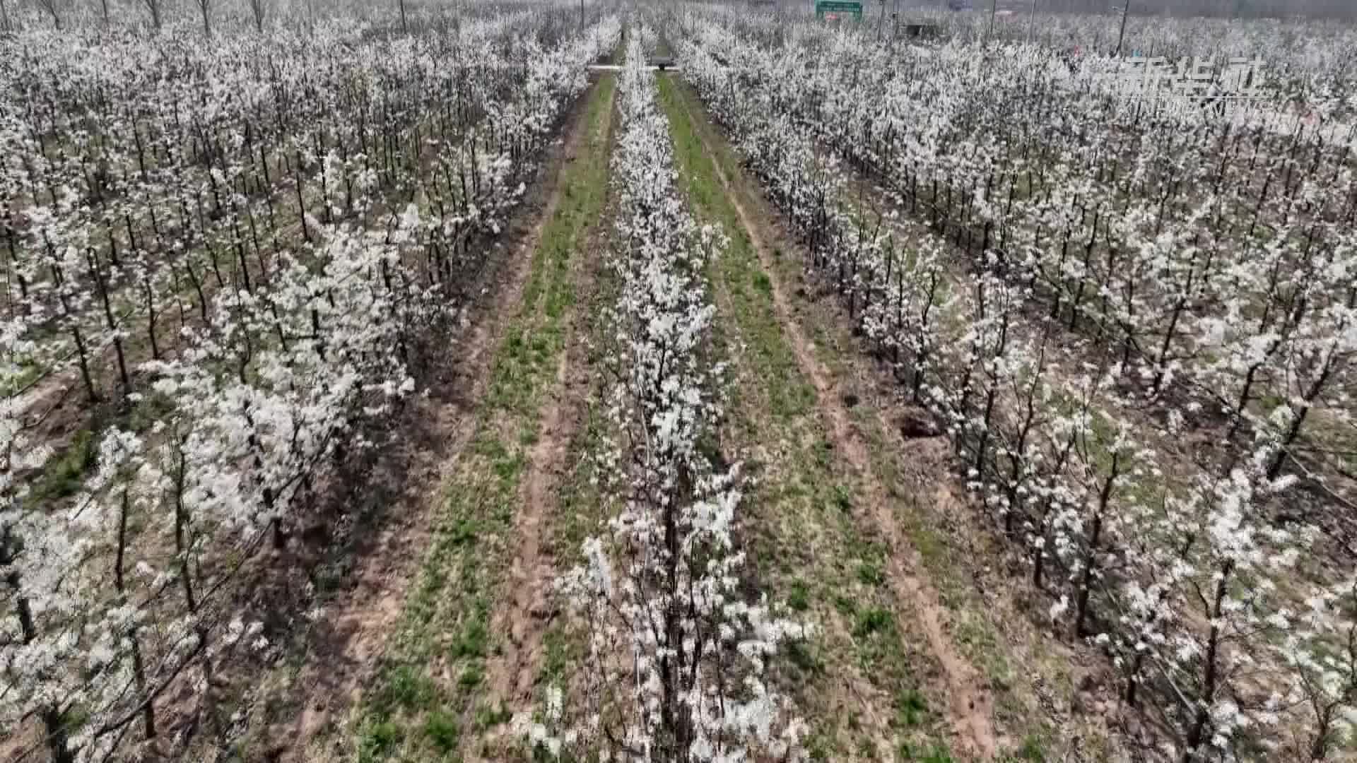 河北威县：“以梨为媒”推动乡村振兴