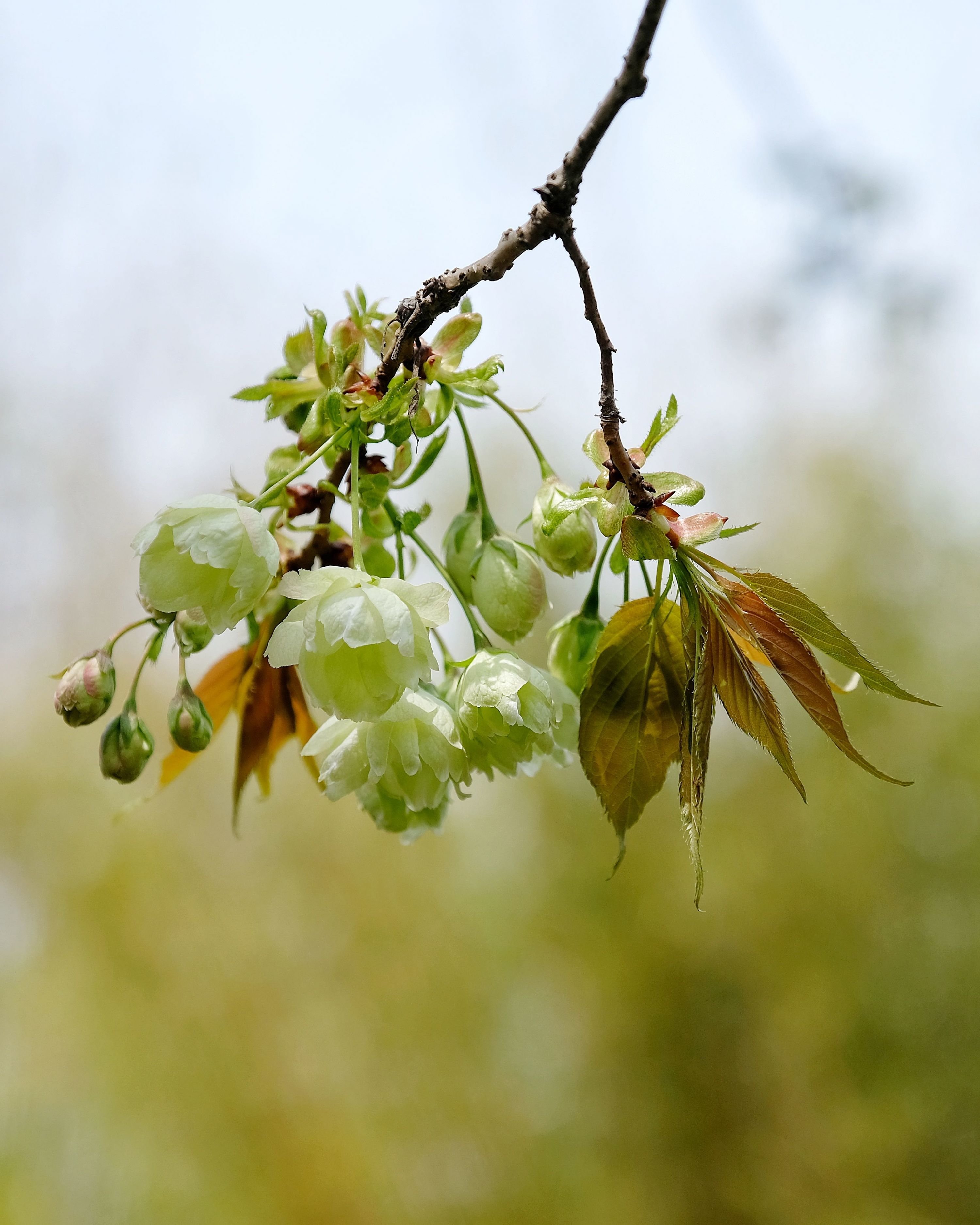 武汉公园的绿色樱花开啦 观赏期到4月