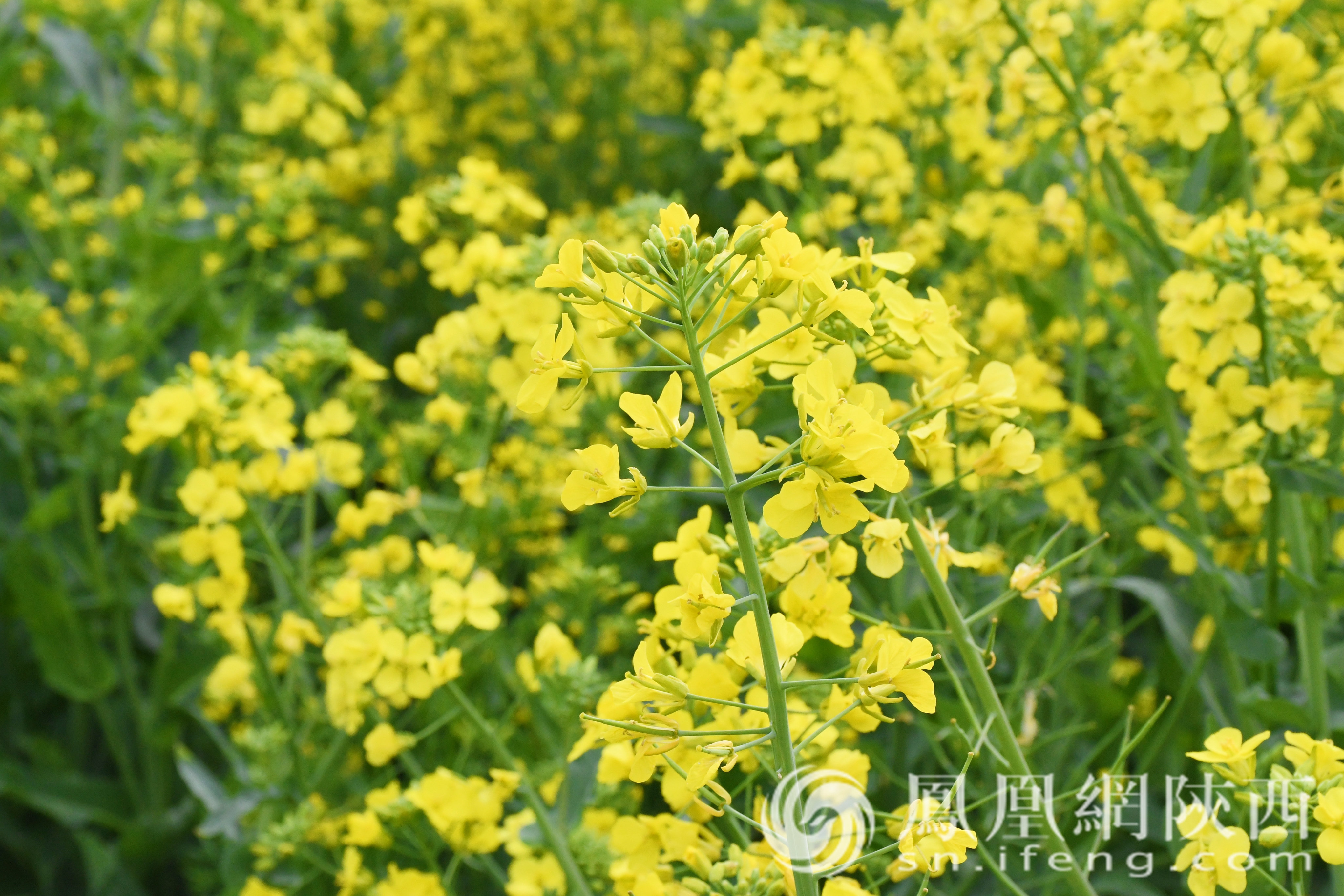 共赏泾河美丽春景 北跨有景2023泾河油菜花节活动举办