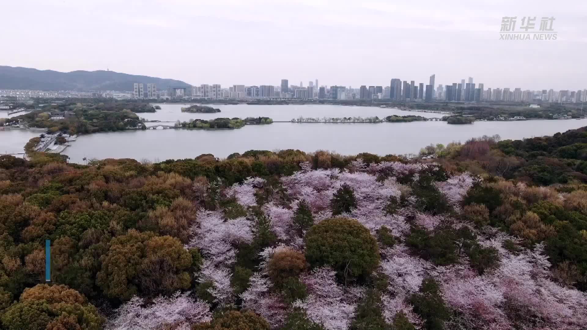 江苏无锡：2500多盏彩灯为鼋头渚樱花夜景增色