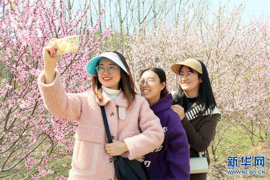 3月27日，河南省洛阳市汝阳县柏树乡柏树村桃树林，游客在桃花林中自拍留念。