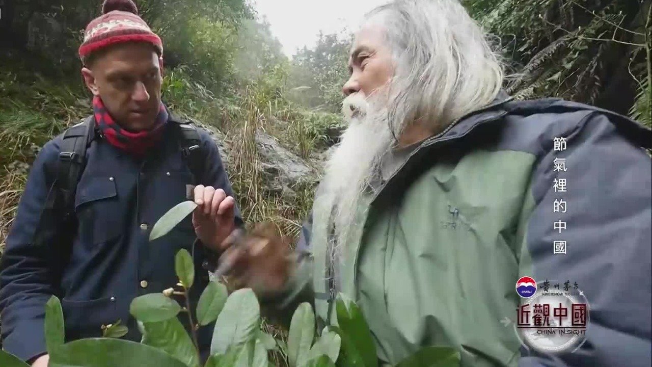 与民间药师上山采药，外国观察员探索中药的魅力