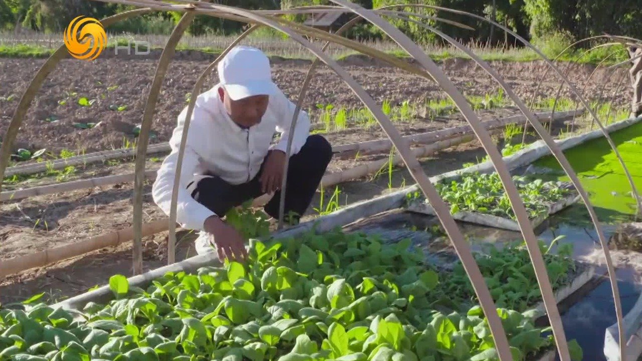 中企在老挝投资，解决就业改善民生，“替代种植”改变了当地的精神面貌