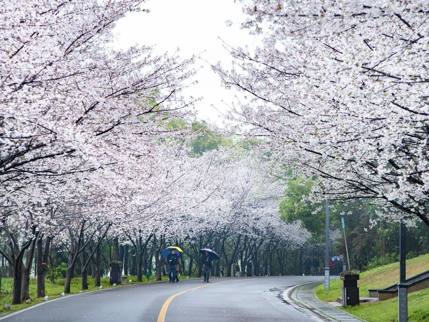 黄石团城山公园樱花大道。圈媒联盟 黄石日报记者 石勇 摄