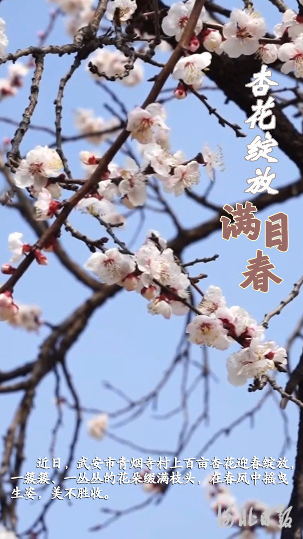 杏花绽放1.jpeg