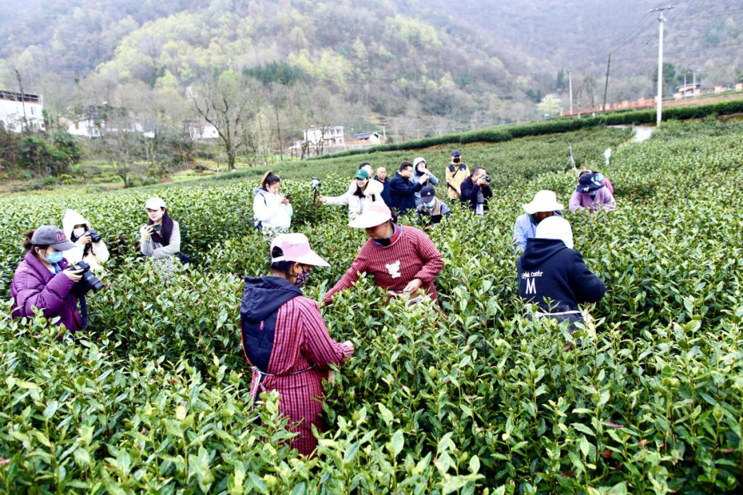 行走陇南 看文县早春