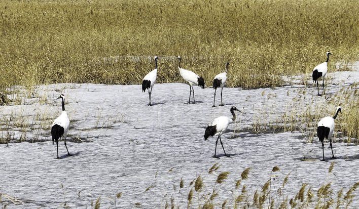 近日，大批候鸟来波罗湖停歇觅食。赵冷冰 摄