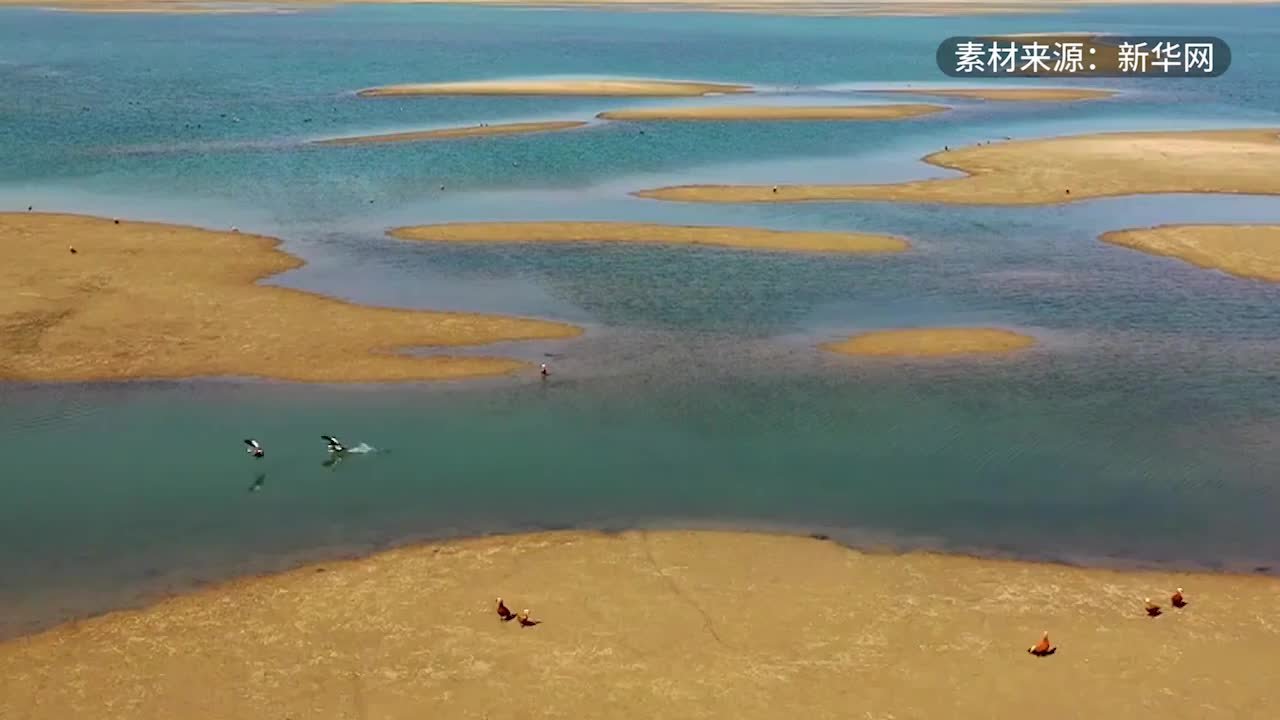 新疆塔里木水库迎来大批迁徙候鸟