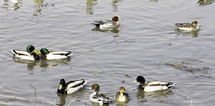 本报讯 （记者赵猛佳 通讯员赵冷冰 刘宏岩 王靖）初春3月，吉林波罗湖国家级自然保护区冰雪初融，天气虽然仍有寒意，然而北归的候鸟却已经嗅到了这里食物的芳香，纷纷携家带口来到这里停歇觅食。