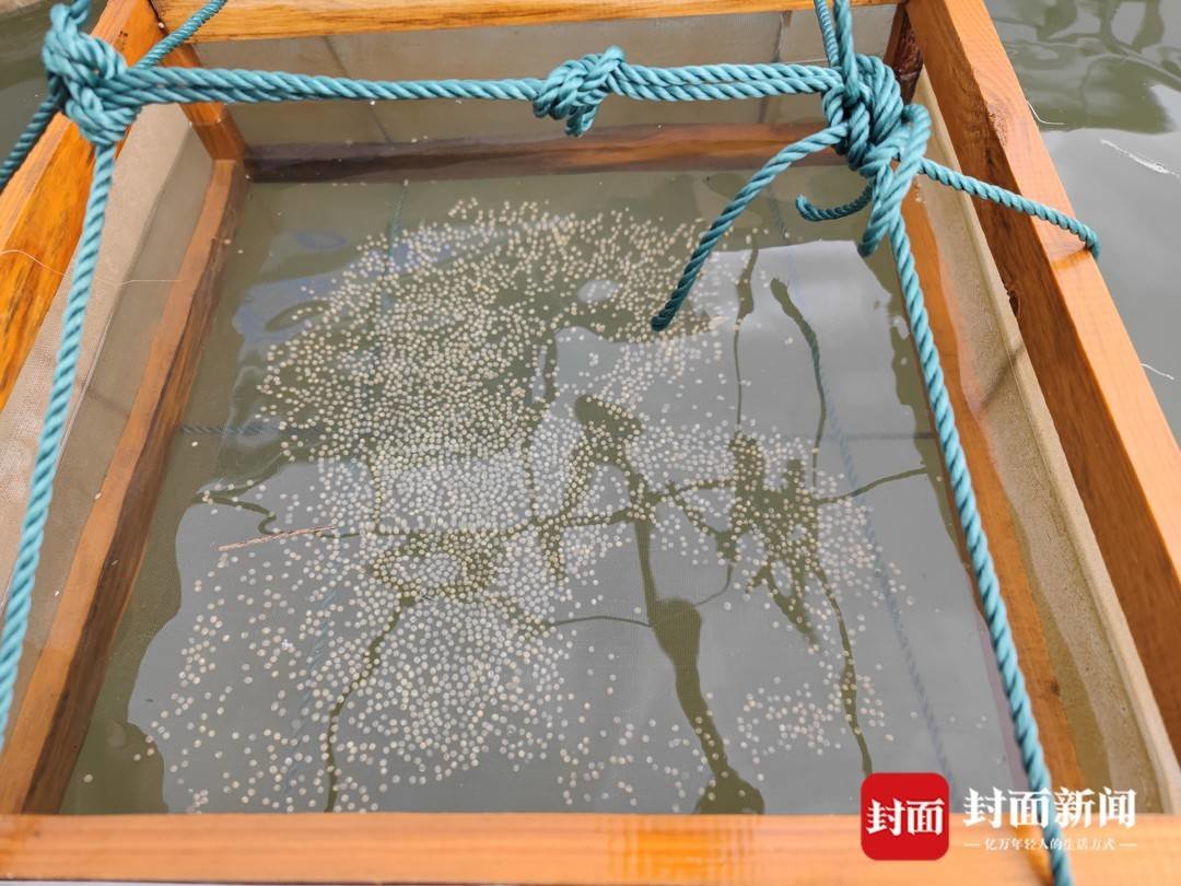 长江鲟鱼卵.(杜浩供图)