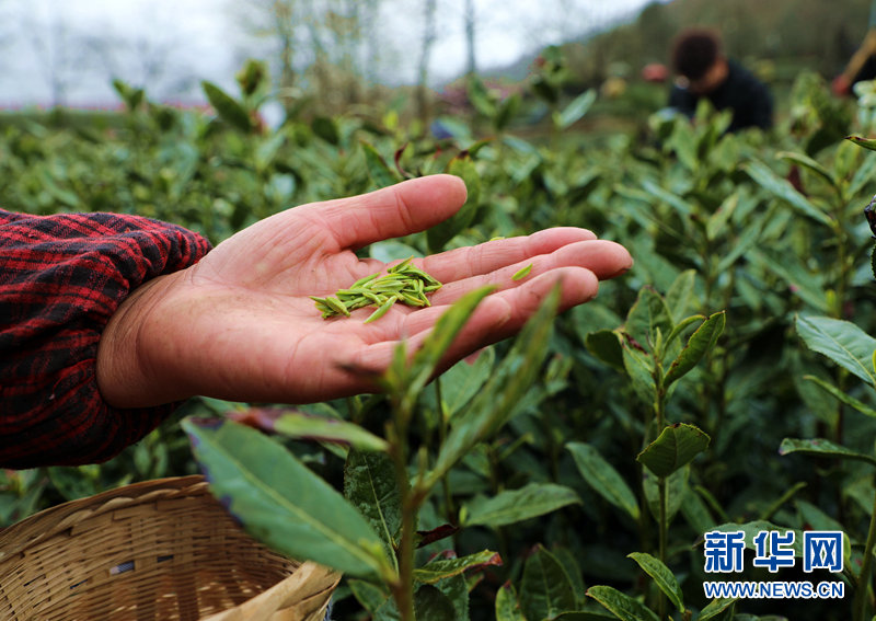 碧口马家山茶园图片