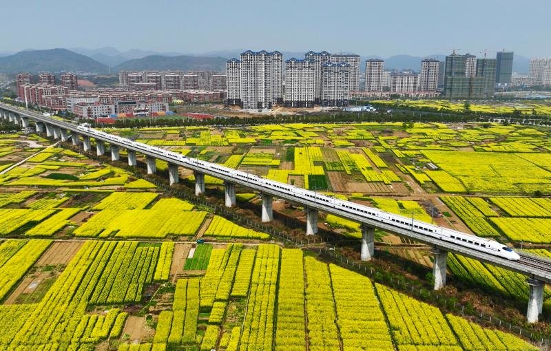 在武九客专瑞昌区段，一列动车组从油菜花海中疾驰而过。胡国林 代建力 摄