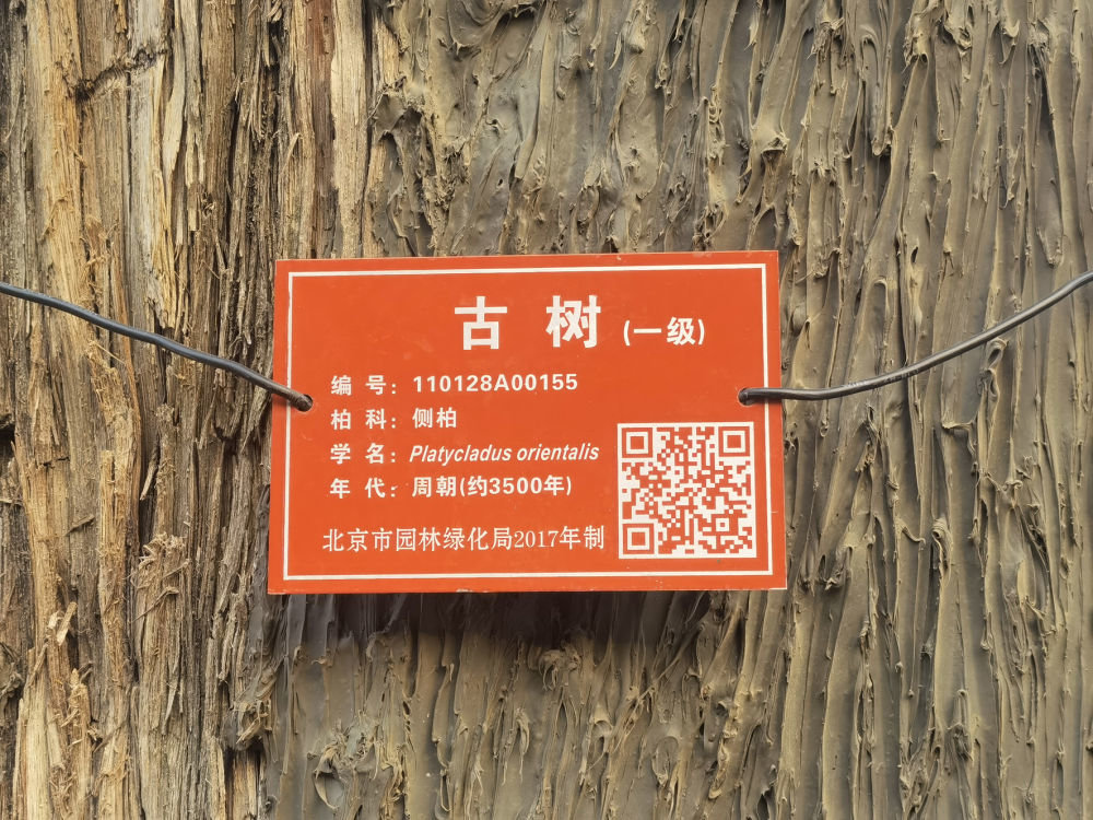 北京市园林绿化局2017年制的名牌显示,古侧柏“九搂十八杈”树龄约3500年(2022年10月25日摄)。
