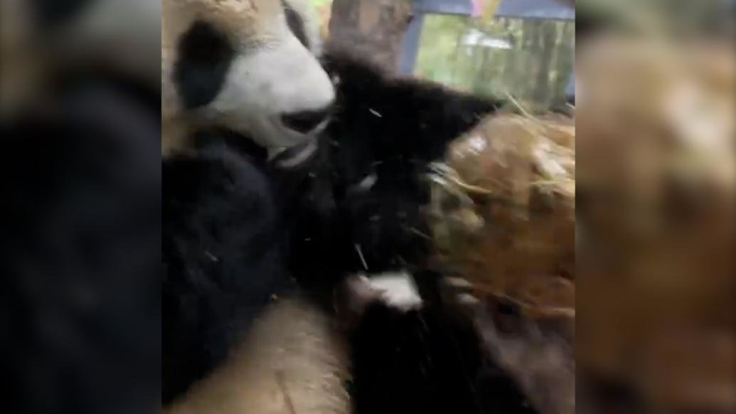入乡随俗逐渐本地化！大熊猫表演徒手剥椰子