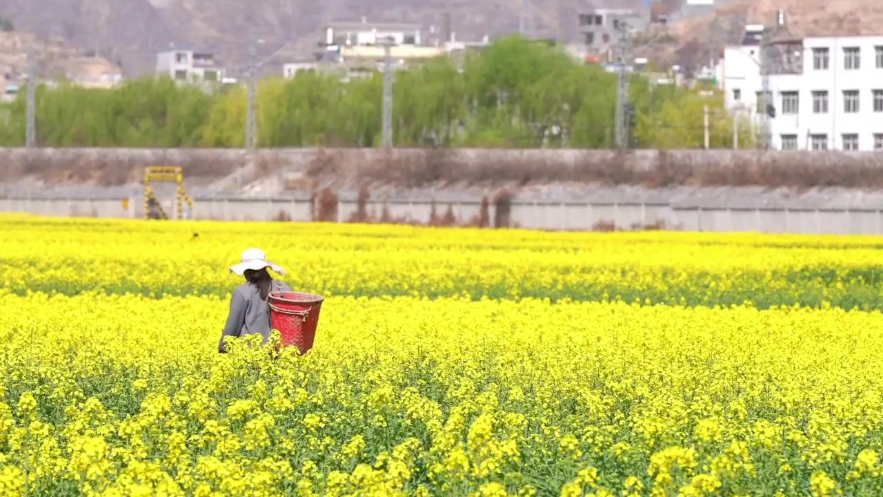 【视频】春天在哪里？在武都的油菜花海里