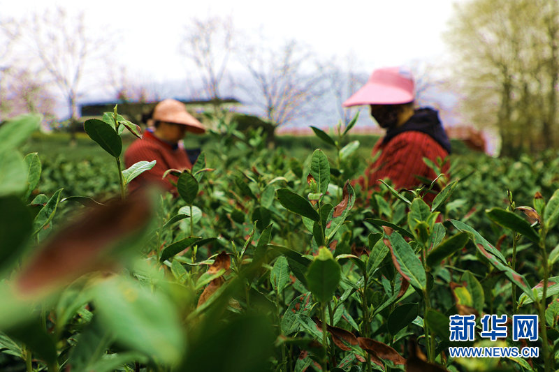 茶农在甘肃省陇南市文县碧口镇马家山村的茶园内采摘春茶 新华网（刘欣瑜 摄）