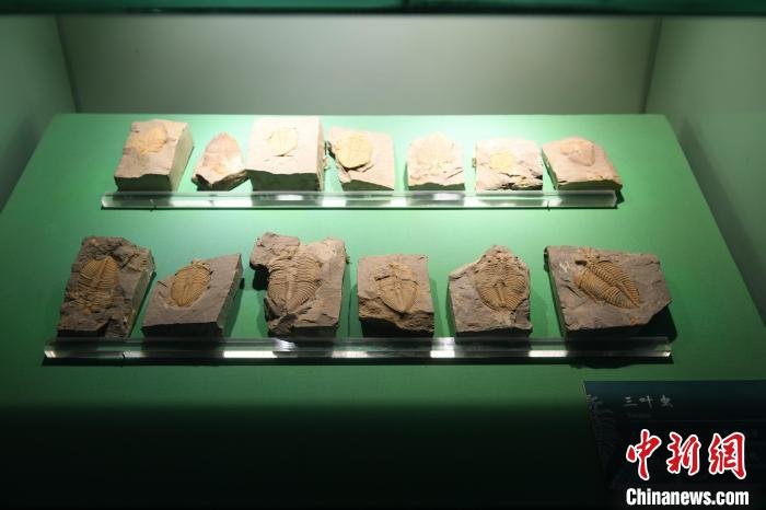 图为甘肃省博物馆展示的三叶虫古生物化石。　戴文昌 摄