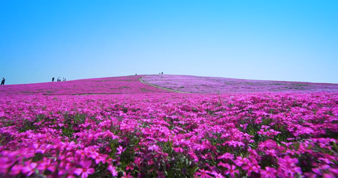 卡式呼吸检测是什么「亳州旅游年卡」来了！一卡玩转17个热门景区 超级省！_https://www.jmylbn.com_新闻资讯_第14张
