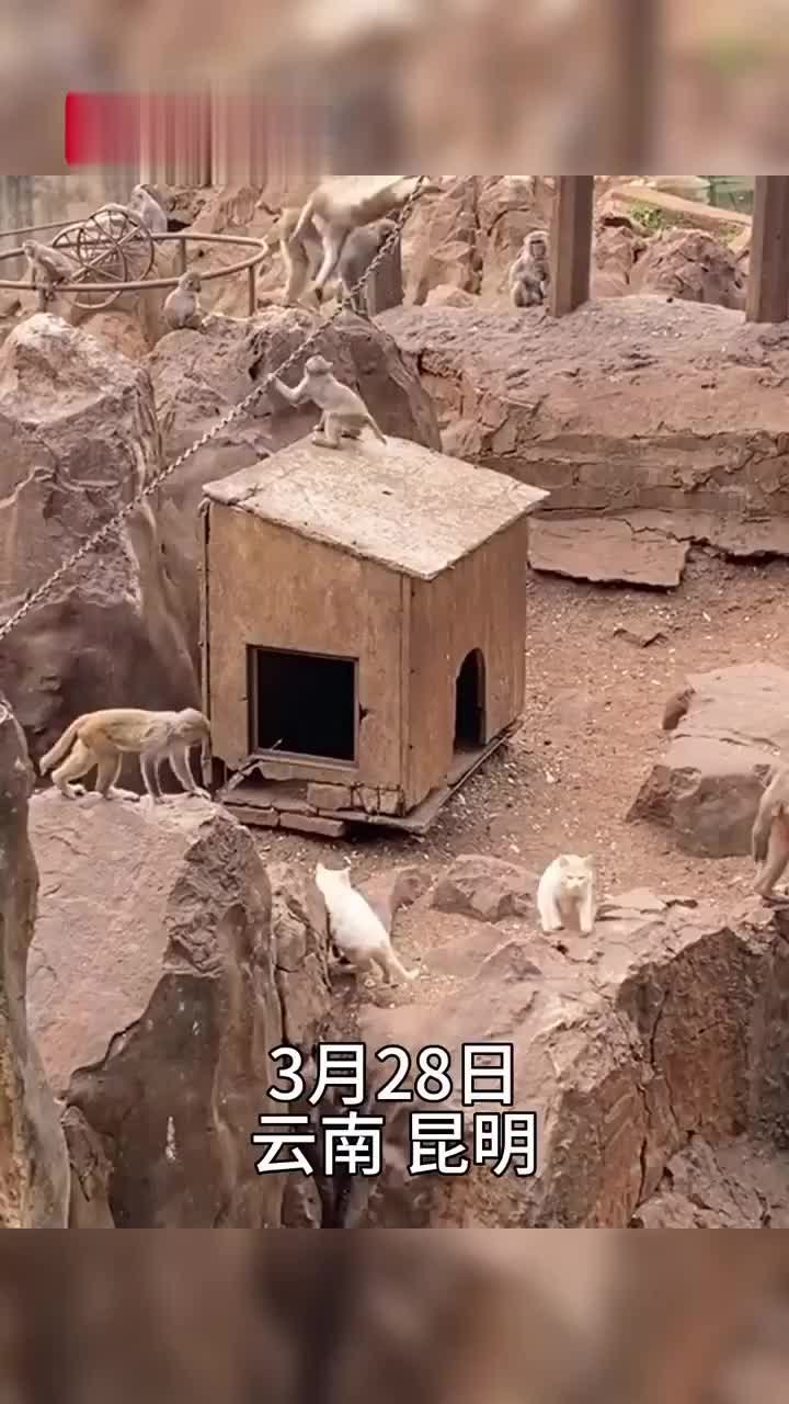 昆明动物园回应猴山内养猫抓老鼠：相处得像一家子