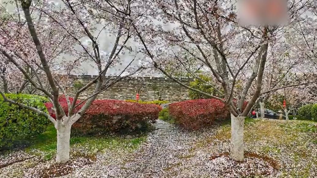 春雨过后，南京铺上一层“樱花地毯”