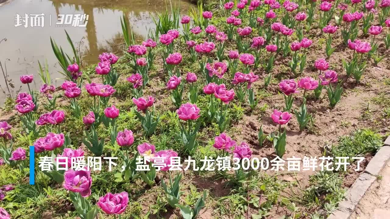 30秒 | 四川盐亭花卉产业“增色”乡村 农旅融合助推振兴