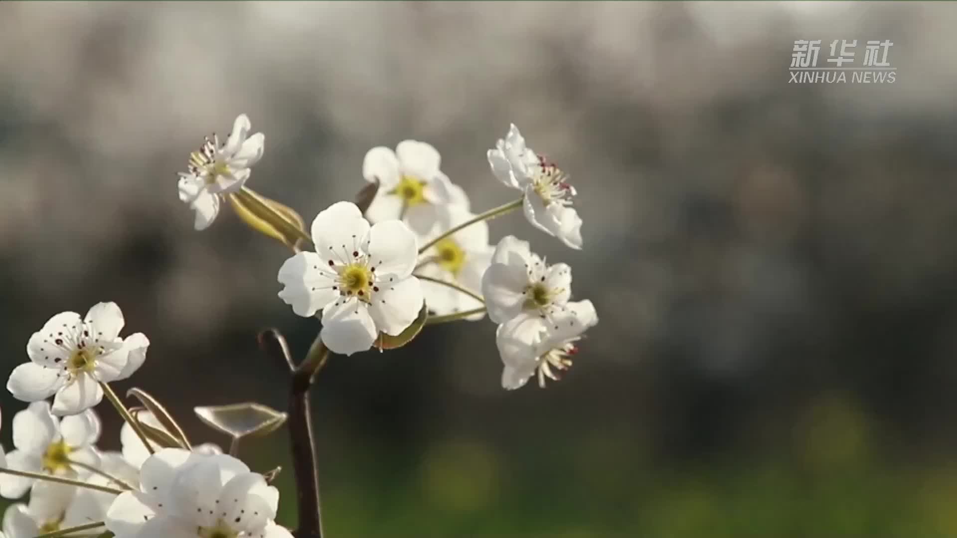 河北魏县：万亩梨花开正盛 农旅融合助推乡村振兴