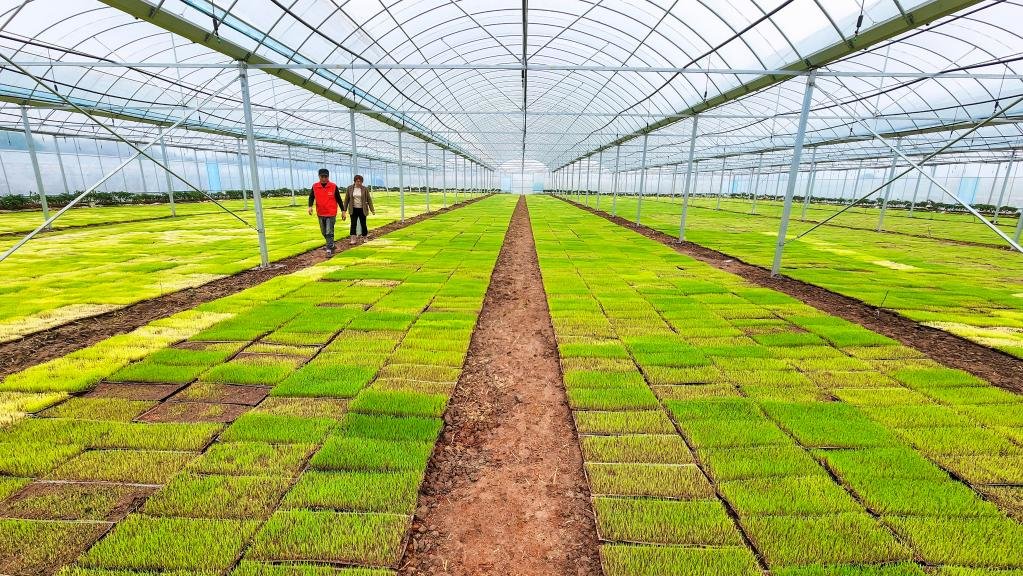 3月23日,在湖南省常宁市塘湾村水稻工厂化育秧基地,科技特派员和村民在查看早稻秧苗生长情况。新华社发(周秀鱼春摄)