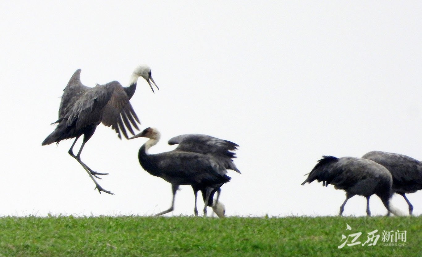 ▲鄱阳湖都昌黄金咀至朱袍山水域,仍有成群的白头鹤逗留。