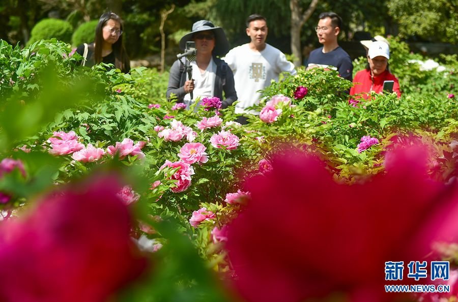 3月29日，游客在洛阳市王城公园内欣赏盛开的牡丹花。