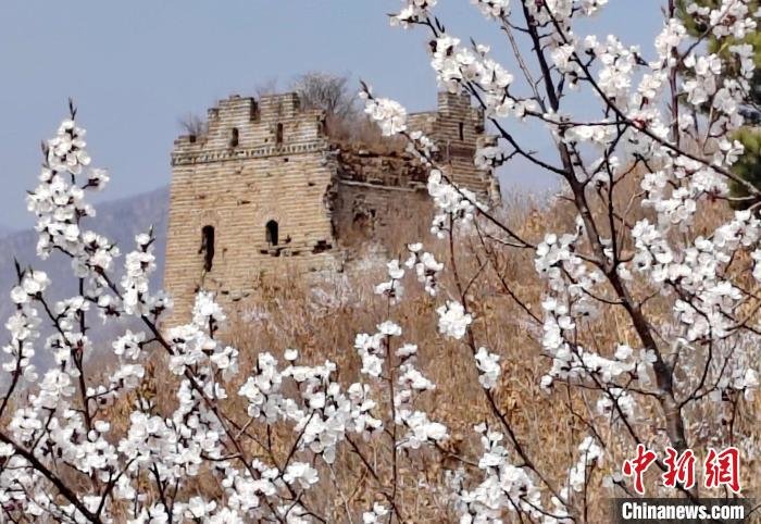 图为山花与长城交相辉映，春景如画。　曹建雄 摄