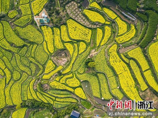 大堰镇油菜花海航拍。 赵伊丽供图