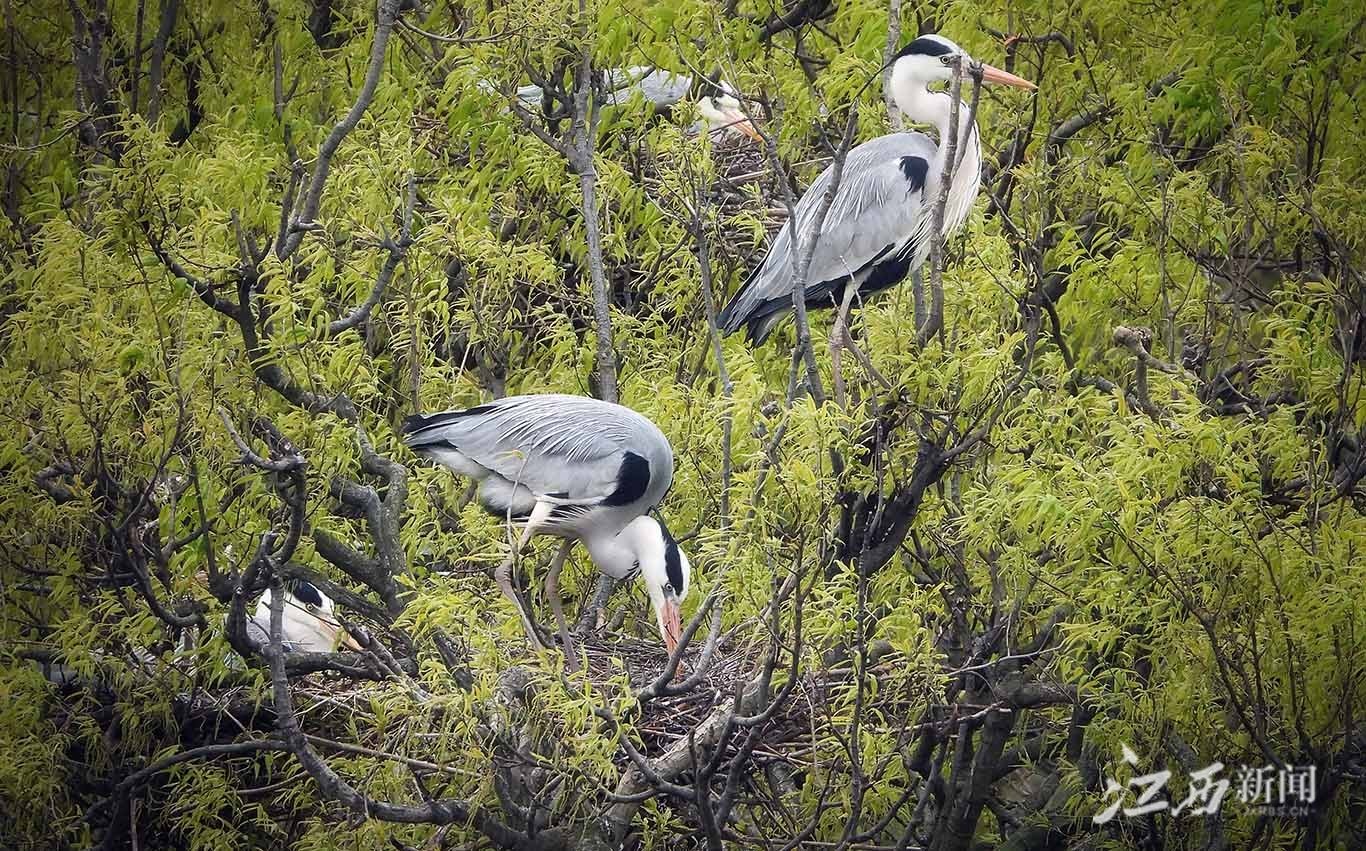 ▲苍鹭忙着衔枝筑巢,进入繁殖季。