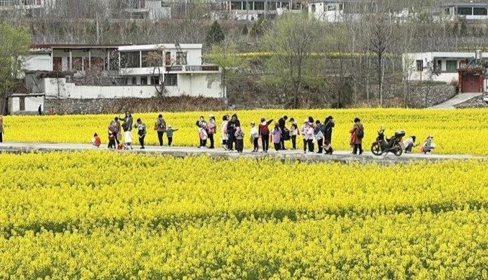 武都:油菜花海“秀”绚烂春光凤凰网甘肃_凤凰网