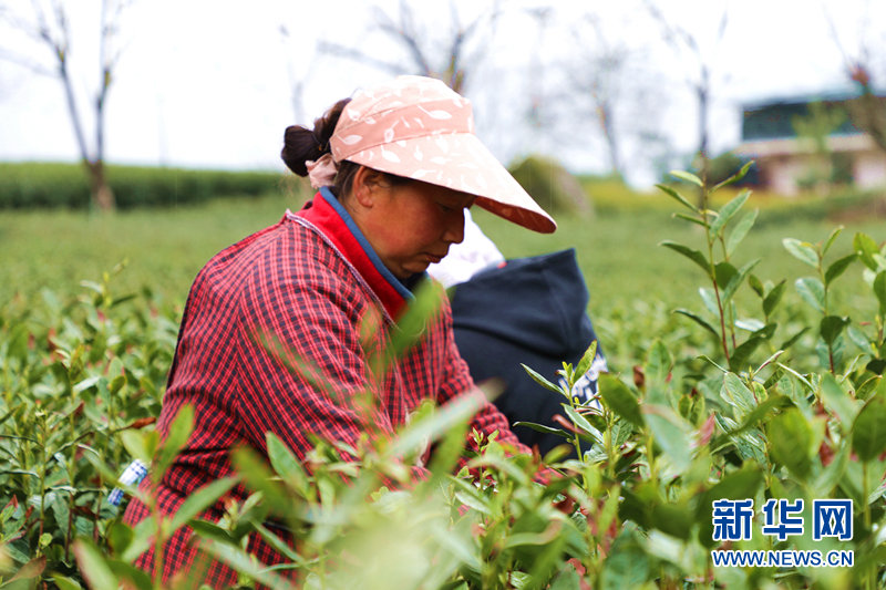 茶农在甘肃省陇南市文县碧口镇马家山村的茶园内采摘春茶 新华网（刘欣瑜 摄）