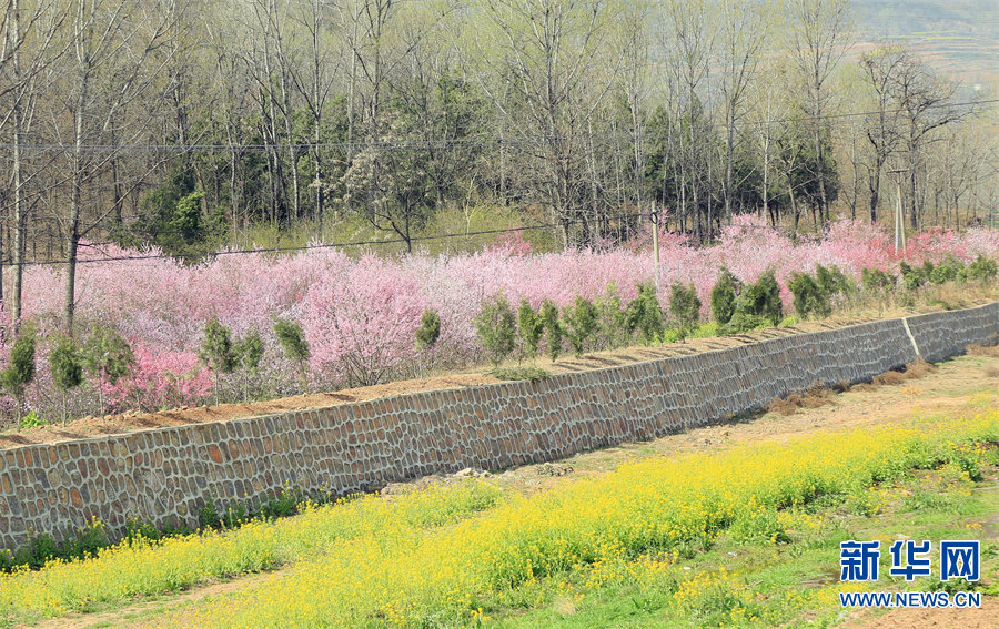 3月27日，河南省洛阳市汝阳县柏树乡柏树村桃树林，桃花朵朵开。