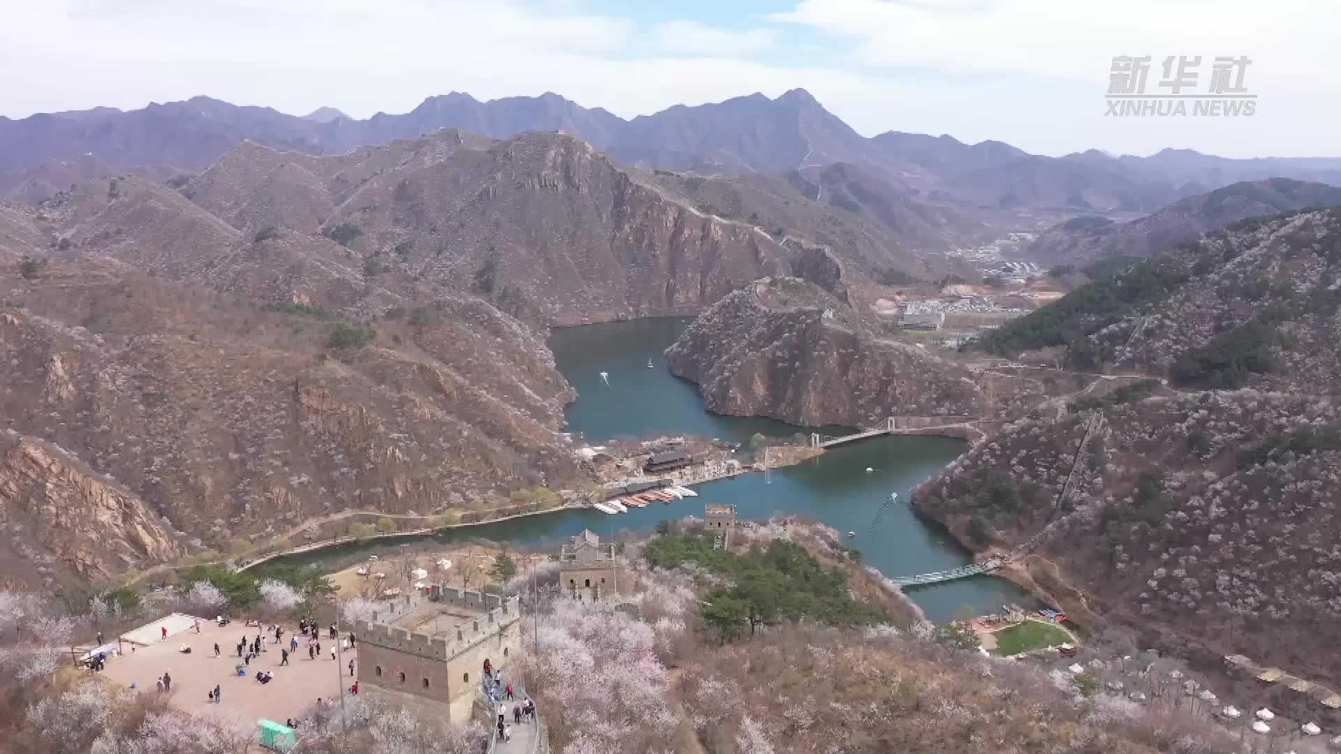 春到长城 山花烂漫