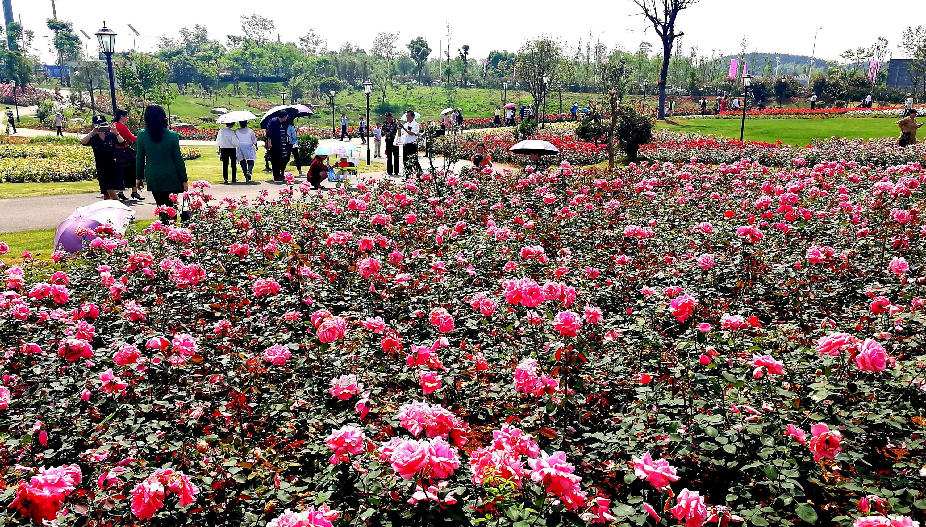 咸宁咸安印象林花景区。圈媒联盟 咸宁日报供图