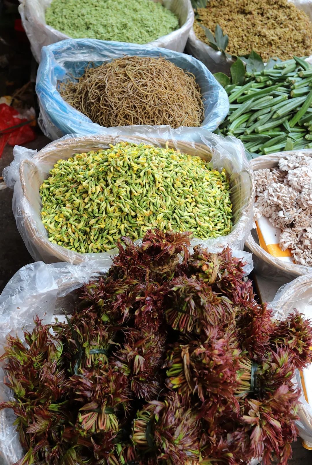除了香椿，你还能认出哪些野菜？图/视觉中国