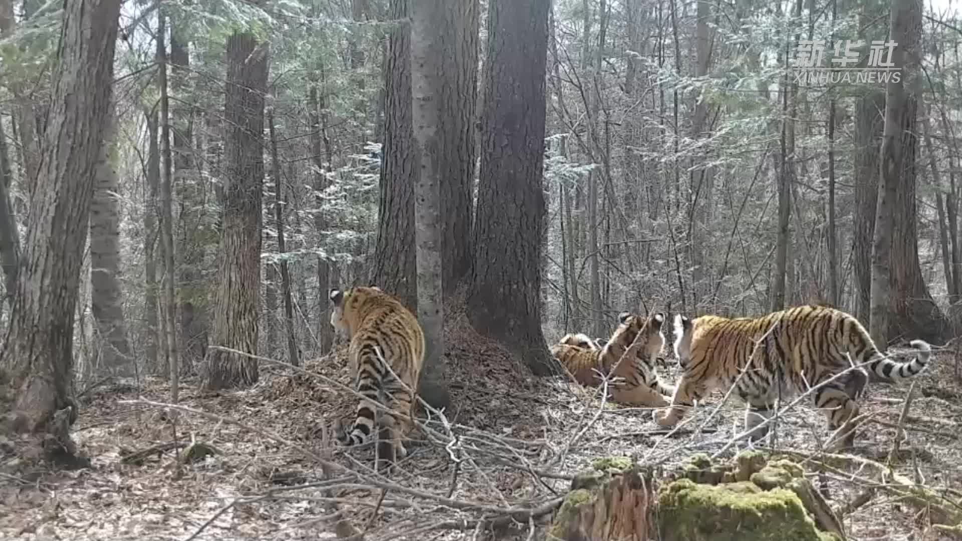 吉林天桥岭林区首次拍到野生东北虎“亲子照”