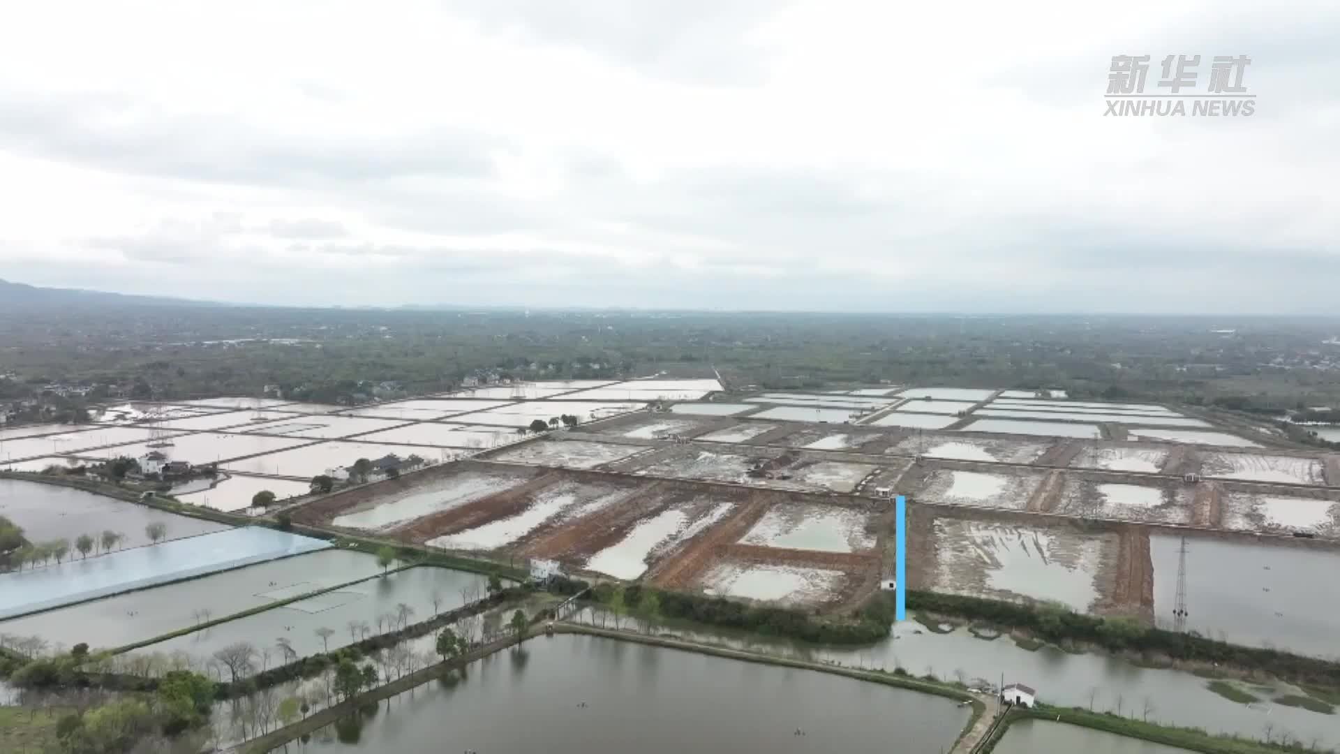 腾退土地变身“稻鱼”共生基地