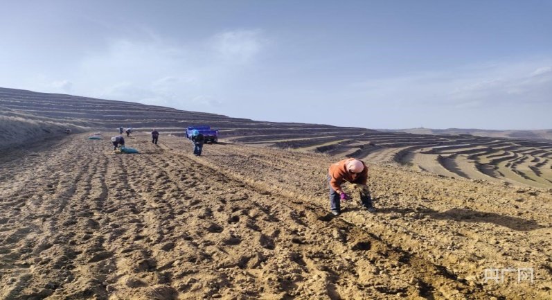 村民忙着种植黄芪（央广网发 司苗苗 摄）