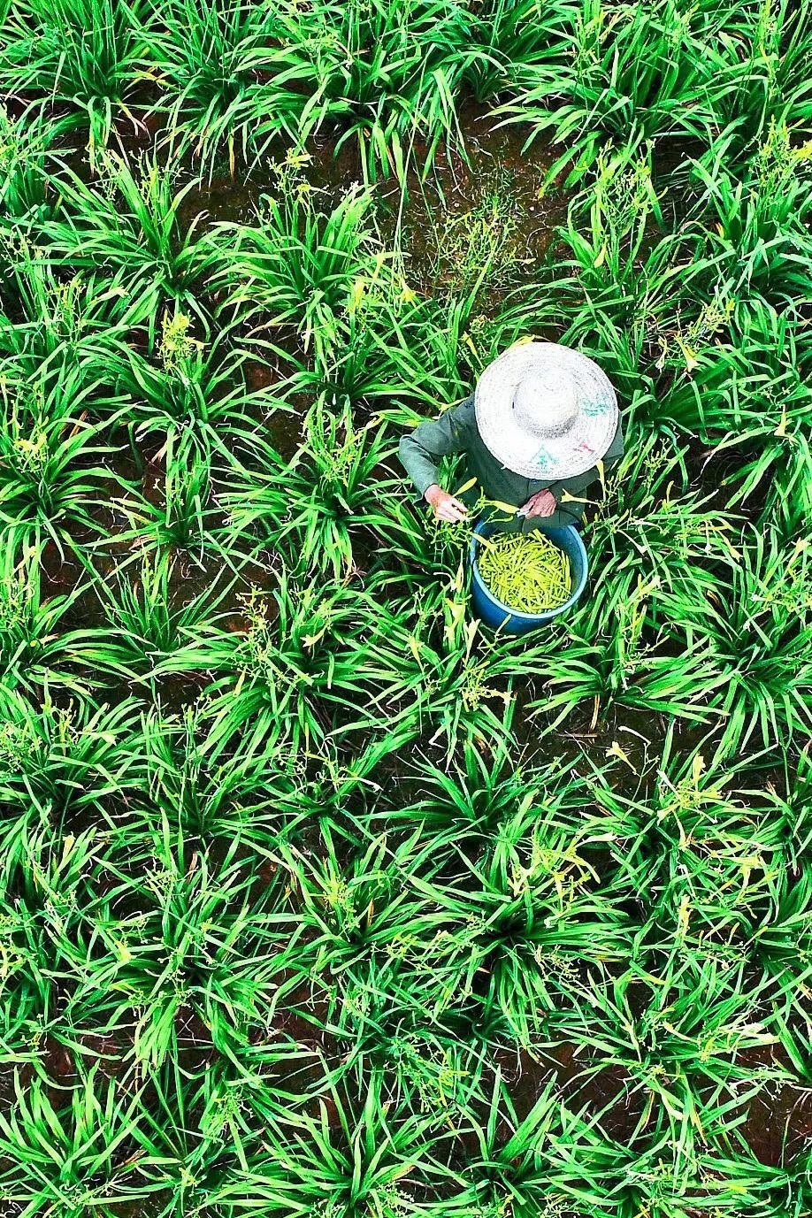 村民采摘如今已规模种植的黄花菜 图 / 视觉中国