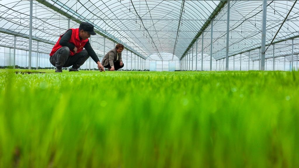 3月23日,在湖南省常宁市塘湾村水稻工厂化育秧基地,科技特派员和村民在查看早稻秧苗生长情况。新华社发(周秀鱼春摄)
