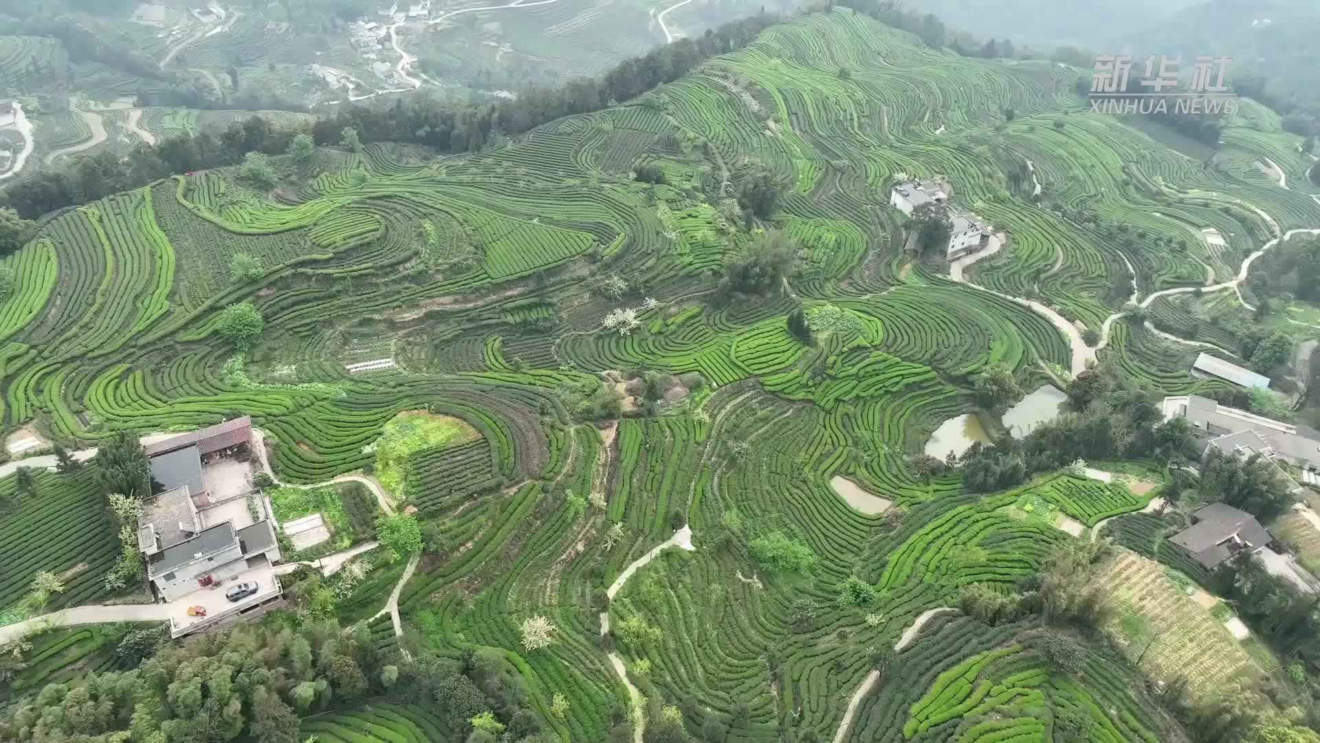 四川高县：抢“鲜”赶制新茶