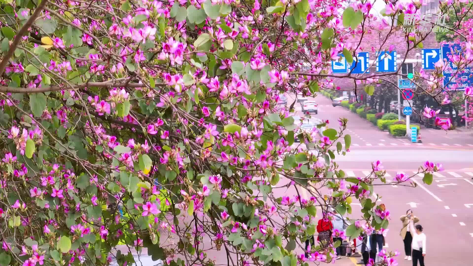 广西柳州：紫荆飘香城似海