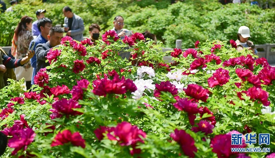 3月29日，游客在洛阳市王城公园内欣赏盛开的牡丹花。