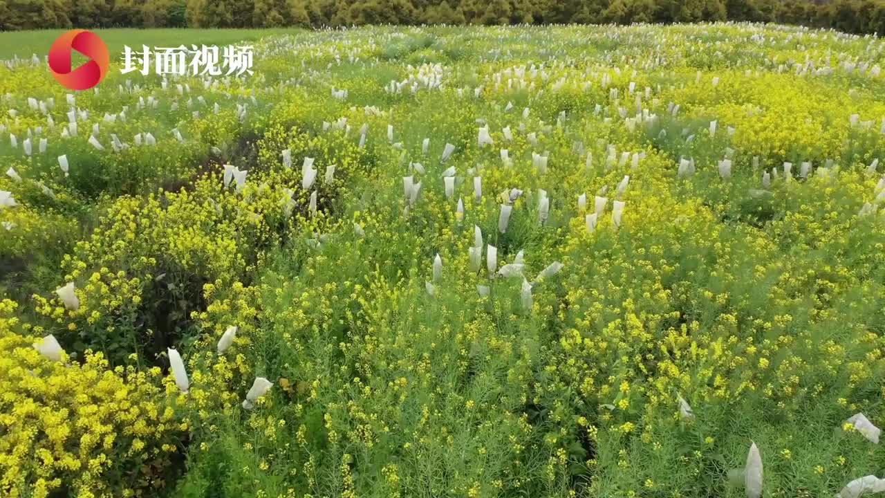 五彩斑斓！航拍成都彩色油菜花田｜天府粮心